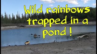 Hundreds Of Trout Are Trapped In This Pond  Williston Lake B C [upl. by Iran49]