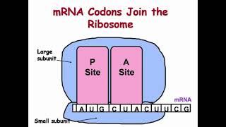 Binding Sites of tRNA for DNA Translation [upl. by Eimile]