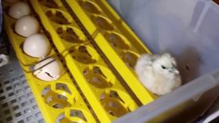 Chicks Hatching Incubator to Brooder box [upl. by Ardnasirhc703]