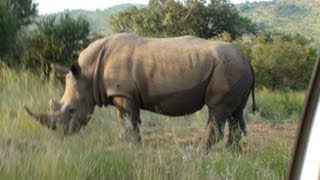 Rhino  Pilanesberg National Park [upl. by Schaeffer831]