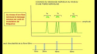 TSCodage du message nerveux au niveau de la fibre nerveuse [upl. by Hellene]