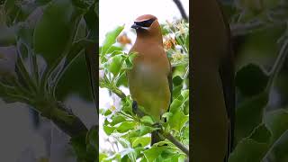 Cedar Waxwing picking flowers birds relaxingbirdsounds [upl. by Pestana]