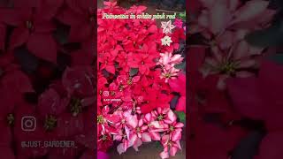 Poinsettia red  pink ampredwhite ytshorts nature terracegardening [upl. by Atiuqrehs312]