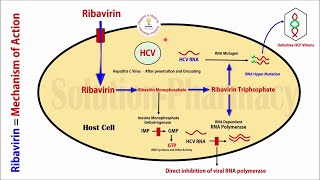 Topic 48 Antiviral Drugs  Ribavirin Anti Hepatitis C Virus Drug  Mechanism of Action  Antiviral [upl. by Frere523]