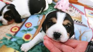 Too cute 17 day old BEAGLE PUPPIES from Molly x Crockett [upl. by Karas]