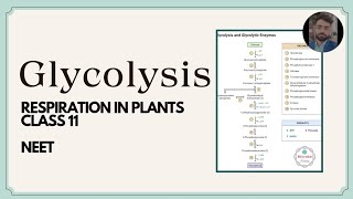 Glycolysis EMP Pathway Respiration in plants class 11 neetug [upl. by Yarled174]