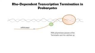 Rhodependent Transcription Termination in Prokaryotes [upl. by Anitsirk]