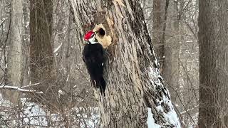 Pileated Woodpecker working on a tree [upl. by Enilamme615]