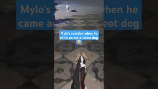 Mylos reaction when he came across a street dog😂 ytshorts trending funny streetdog beaglepuppy [upl. by Leagiba]