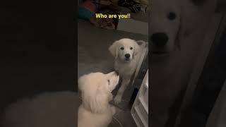 Puppy see’s himself in mirror for first time [upl. by Ahsiemat]