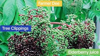 BENEFITS OF ELDERBERRIES amp Elderberry Products  Farmer Dee  Deatra Jones [upl. by Acinoed652]