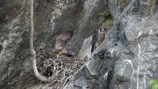 Peregrine Falcon chick first flight [upl. by Reg780]