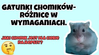 Jaki gatunek chomika wybrać Różnice w wymaganiach🐹 [upl. by Newell]