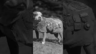 The Story of Real Sergeant Stubby [upl. by Secilu]