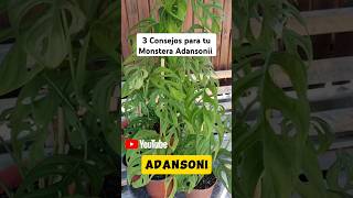 3 CONSEJOS para cuidar MONSTERA ADANSONII botanica monstera [upl. by Mashe60]