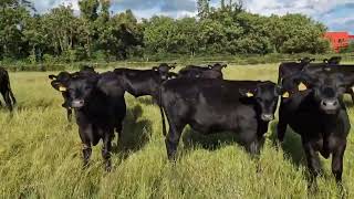 20 Aberdeen Angus bullocks for sale [upl. by Kaazi]