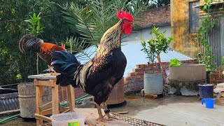 Rooster crowing in the early morning  Rooster wake up call in the morning [upl. by Engedus]