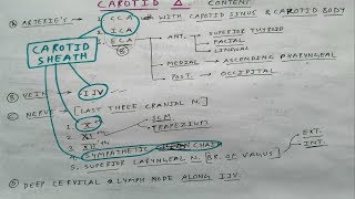 Carotid Triangle 34  Head and Neck Anatomy  TCML [upl. by Aivirt]