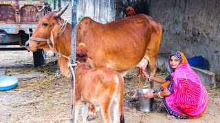 Cow Milking By Hand New Video  Village Life Evening Routine Cow Milking Rajasthan Ki Family [upl. by Maurise293]