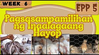 EPP 5 WEEK 6  PAGSASAPAMILIHAN NG INAALAGAANG HAYOP [upl. by Yurik]