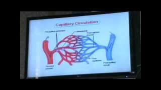 dr hany gamal  capillary circulation 203 [upl. by Ataga]