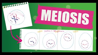 Meiosis  A Level Biology  The phases of Meiosis [upl. by Lertnahs]