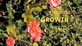 Ornamental plant l Gulab ki growth kaise badhaye l Rose plant growing tips trending video rose [upl. by Anialeh959]