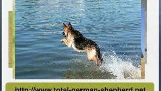 German Shepherd Dog tips [upl. by Alenas]