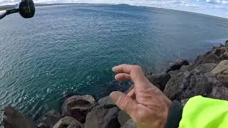 south coast Shellharbour stingrays [upl. by Dlorah]