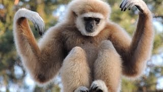 Gibbon Shake [upl. by Pammi816]