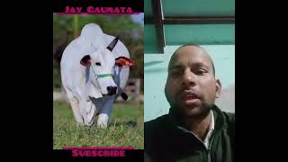 Ek Singh wali Gau Mata khubsurat bahut hi khubsurat [upl. by Kcirtap]