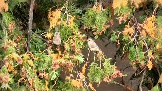 Žaliukių  Chloris chloris puota birds [upl. by Postman]