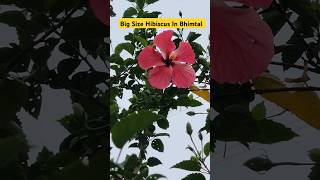 Big Size Hibiscus Flower In Bhimtal👍Desi Hibiscus Big Flower👌shorts youtubeshorts viralvideo [upl. by Burty]