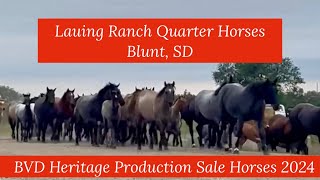 Lauing Ranch Quarter Horses BVD Heritage Production Sale Horses Online Sept 1015 2024 [upl. by Adnana]