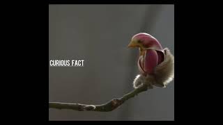 bird flower yulan magnolia blossom CURIOUS FACT fact curiousfact bird flowers short blossom [upl. by Darleen772]