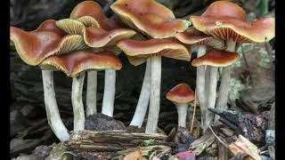 Psilocybe Cyanescens  Wavy Cap  Magic Mushrooms [upl. by Noorah668]