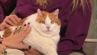 Anderson and Kristen Johnston Meet Meow the 37lb Cat [upl. by Hcir]