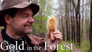 Morel Mushrooms Cooked Perfectly  Forest Food [upl. by Gardener]