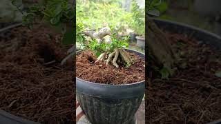 bonsai sancang bu waroengkacir real bonsai bonsaisancang bonsaidream bonsaiindonesia [upl. by Nho]