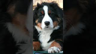 Bernese Mountain Dog the famous dog breed  KNOW WITH ME shortvideo [upl. by Arlon]