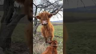 THIS WOULD REALLY HURT funny reaction comedy tiktok uk usa animals farming shorts cow [upl. by Bryna]