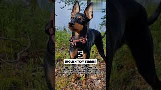 TOP 10 ENDANGERED DOG BREEDSshorts doglovertop5 trending viralshort top10 [upl. by Octavie166]