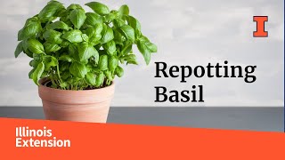 How to Repot Basil [upl. by Sylvan]