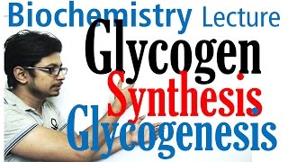 Glycogen synthesis  glycogen metabolism lecture 1 [upl. by Eiramacissej615]