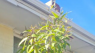 Corymbia citriodora aka Lemonscented eucalyptus Lemonscented gum [upl. by Edmondo749]