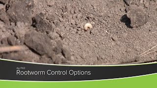 Rootworm Control Options From Ag PhD Show 1178  Air Date 11120 [upl. by Canute]