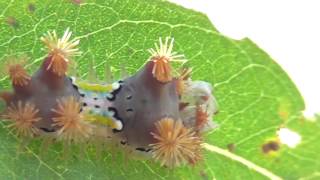 Cup Moth Caterpillar Doratifera vulnerans [upl. by Newmark42]