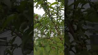 Elberta Peach Tree is Loaded garden vegetablegardening gardening [upl. by Anaeirb]