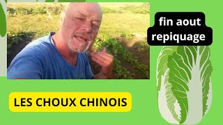 Fin août au jardin  mes repiquages de choux chinois [upl. by Assenej182]