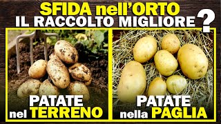 SFIDA nellORTO  Coltivare PATATE nel TERRENO o nella PAGLIA Chi darà il RACCOLTO MIGLIORE [upl. by Anaerdna]